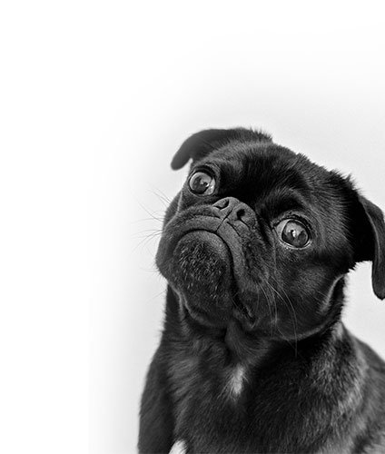 The Dog Shop