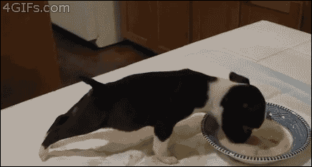 dog eating giphy guide to pet dehydration