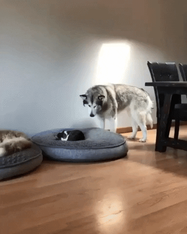 cat and dog bed giphy guide to pet dehydration