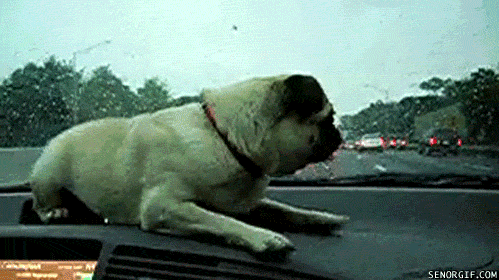 cute dog windshield Guide to Holistic Vets in Singapore giphy