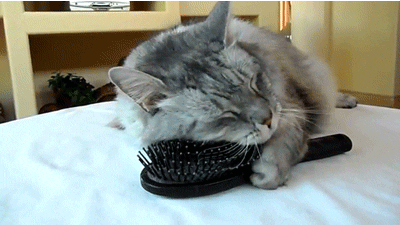 cute cat combing itself Guide to Holistic Vets in Singapore giphy
