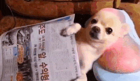 dog getting neck massage Guide to Holistic Vets in Singapore giphy